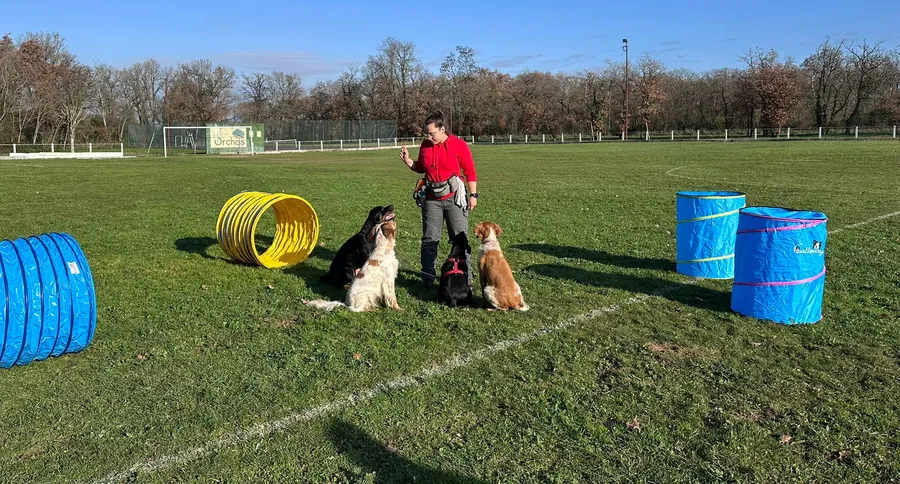 Séance collective d'éducation canine sur un terrain avec quatre chiens