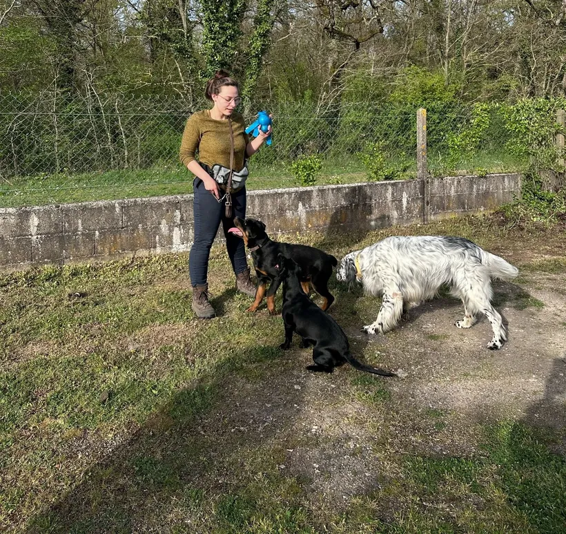 Séance d'éducation canine avec trois chiens en extérieur