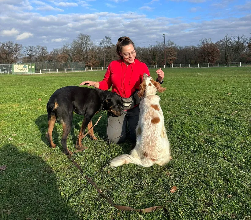 Travail éducatif avec un rottweiler et un setter en extérieur
