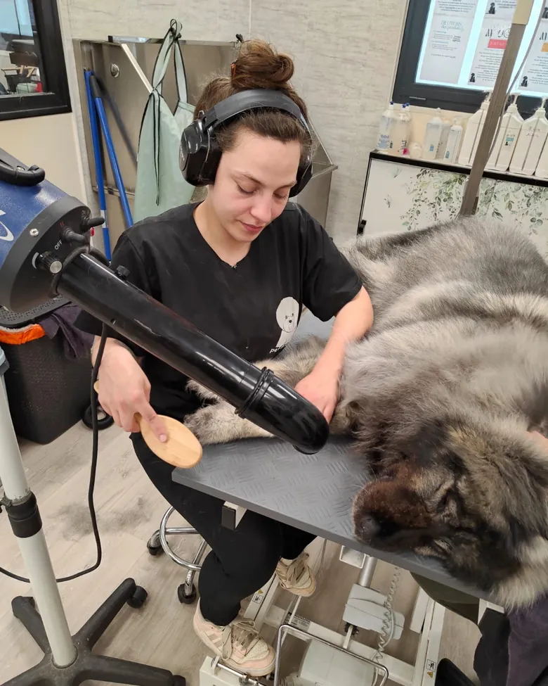 Séchage d'un chien à poil long en cabine de toilettage